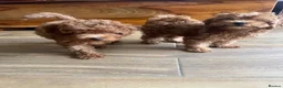 Cavapoo dogs for sale: Toy red teddy bear F1B Cavapoos by Asian toy dad in Chigwell - Advert 9