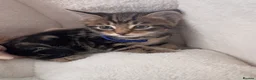 Mixed Breed cats for sale: Beautiful friendly well handled kittens - Advert 13