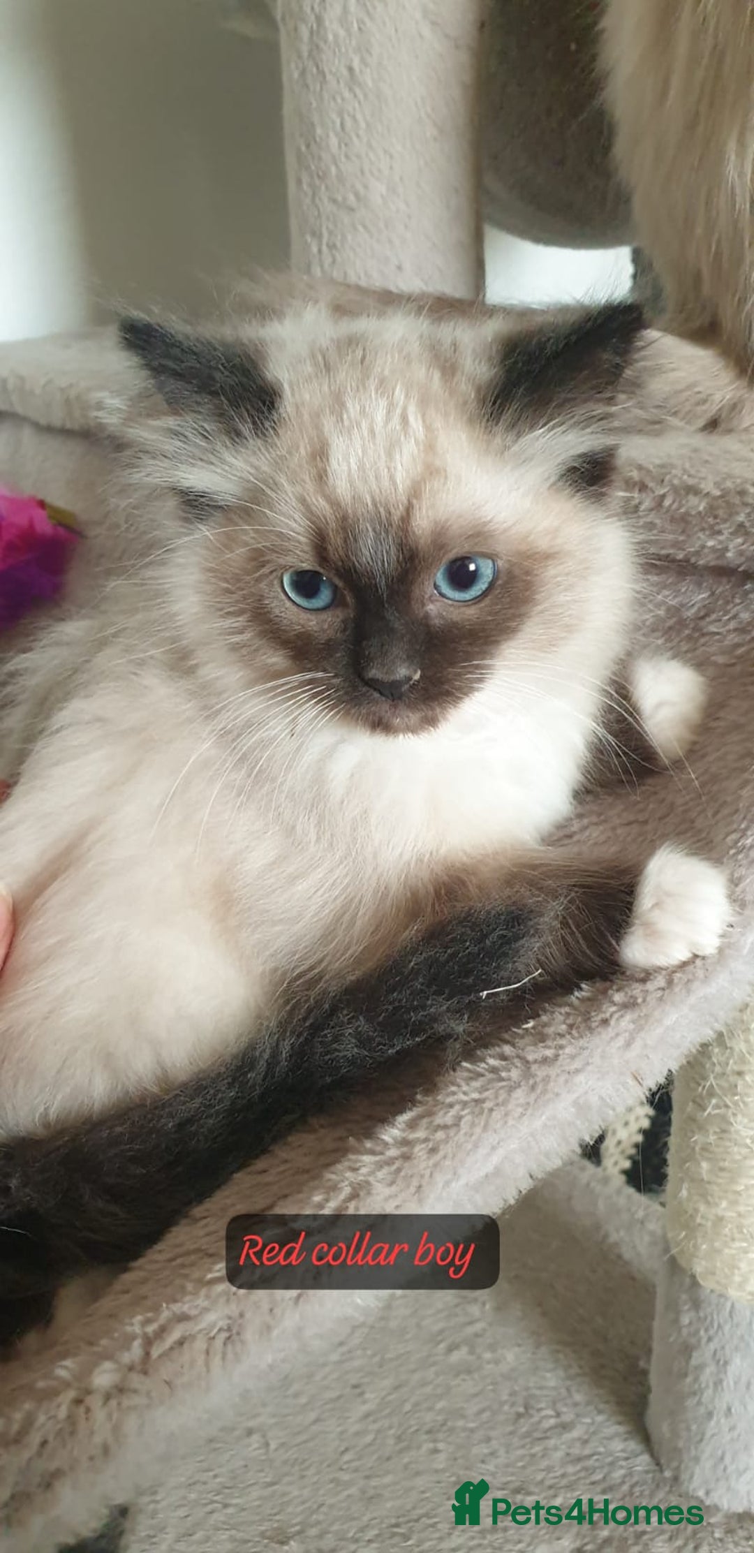 Ragdoll cats for sale: Stunning GCCF Registered Ragdoll Kittens. - Advert 14