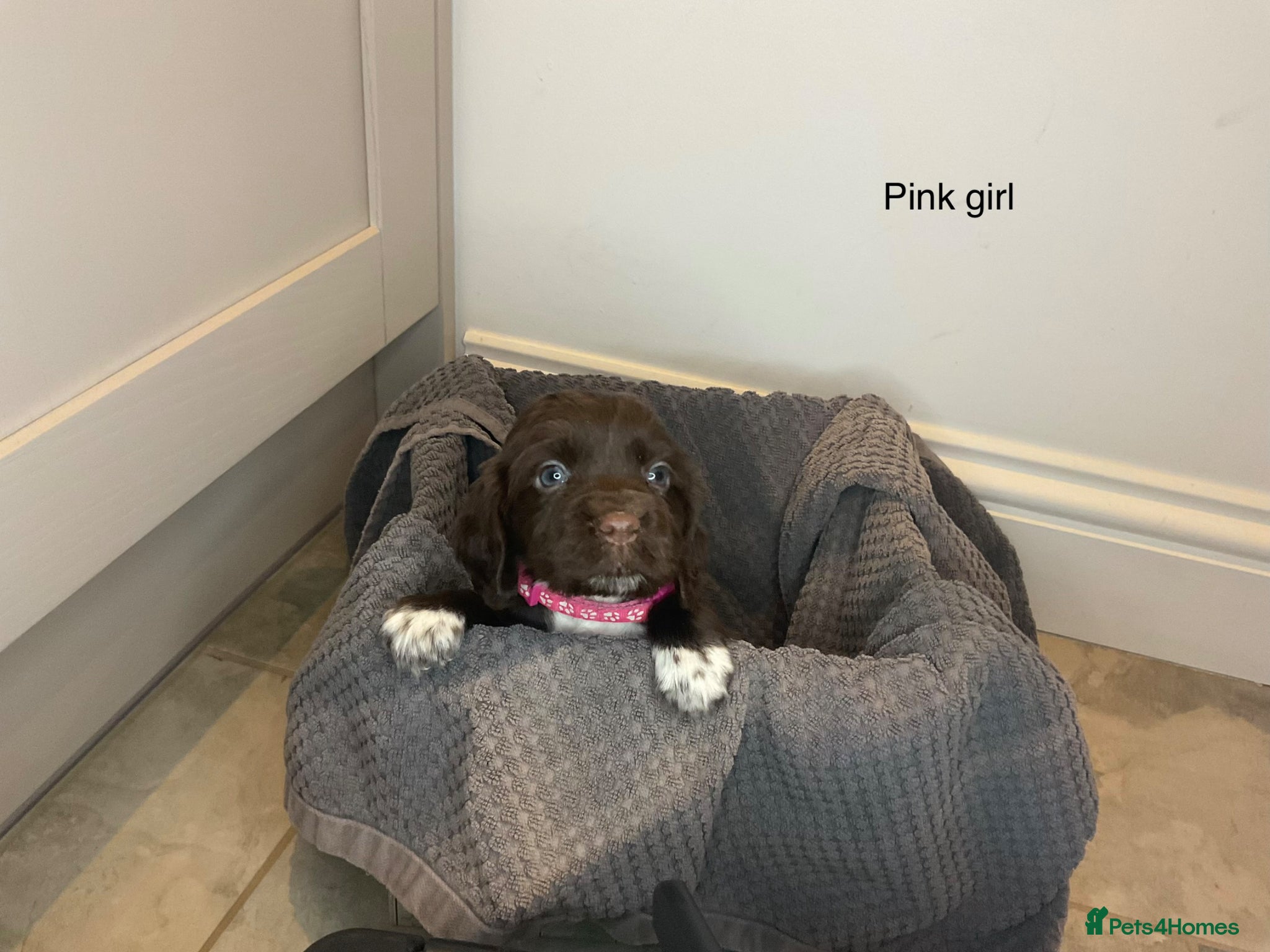 Cocker Spaniel dogs KC REG HEREDITARY CLEAR WORKING COCKER SPANIELS - Advert 2