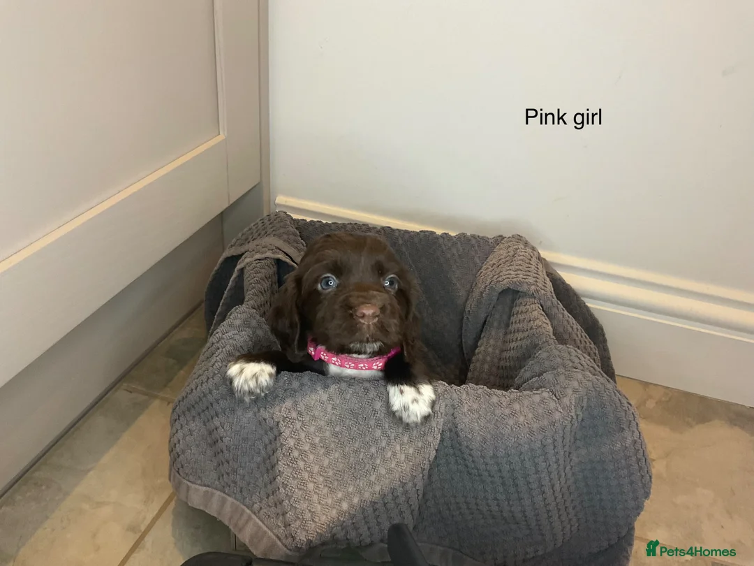 Cocker Spaniel dogs for sale: KC REG HEREDITARY CLEAR WORKING COCKER SPANIELS in Ingatestone - Advert 2