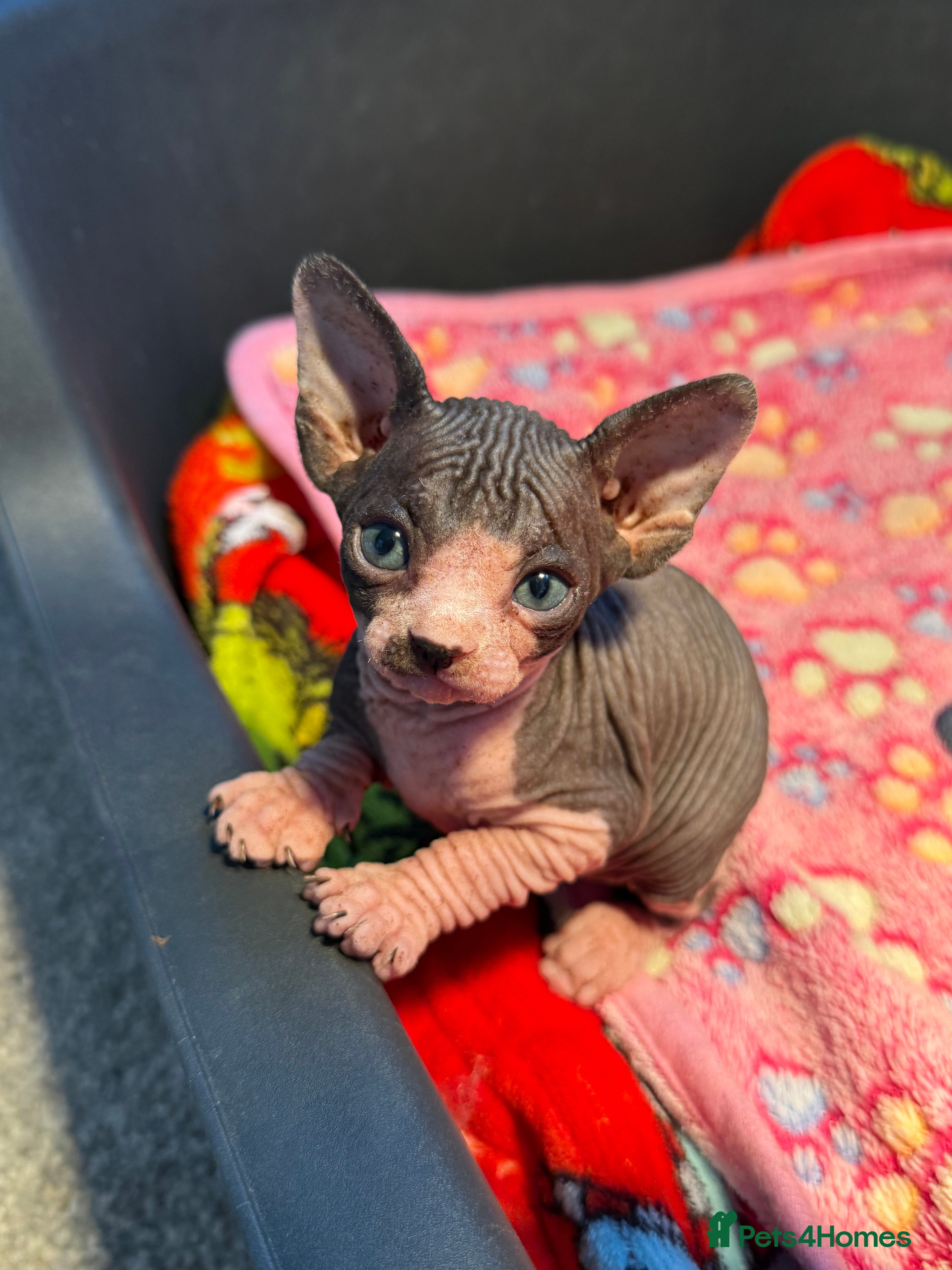 Sphynx cats Beautiful litter of sphynx & bambino - Advert 5