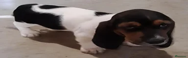 Basset Hound 1