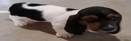 Basset Hound dogs for sale: Beautiful Basset Hounds To bring Joy to A Family - Advert 3