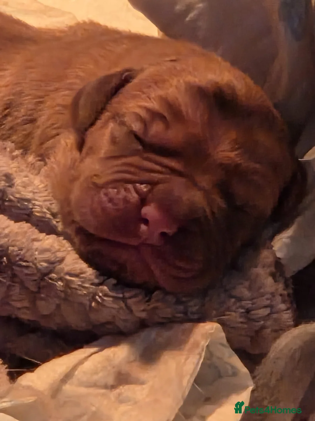 Dogue De Bordeaux dogs for sale: KC Registered Big Chucky Puppies - Advert 9