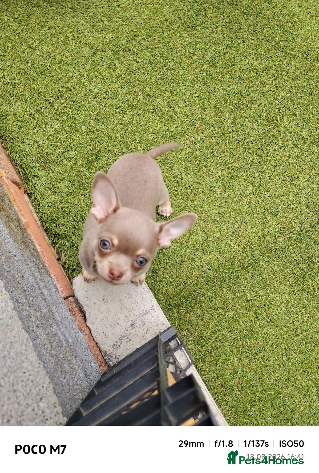 Chihuahua dogs Beautiful lillac girl - Advert 2