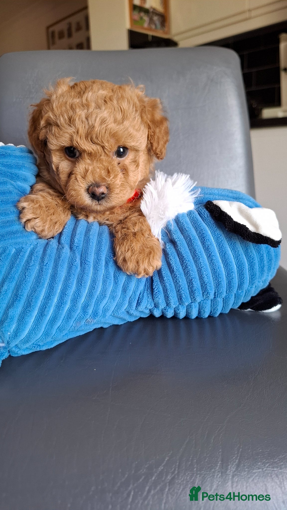 Maltipoo dogs Gorgeous Maltipoo Boy  - Advert 1