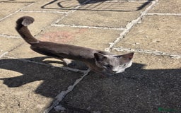 Russian Blue cats for sale: Amazing Russian Blue kitten looking for new home - Image 5