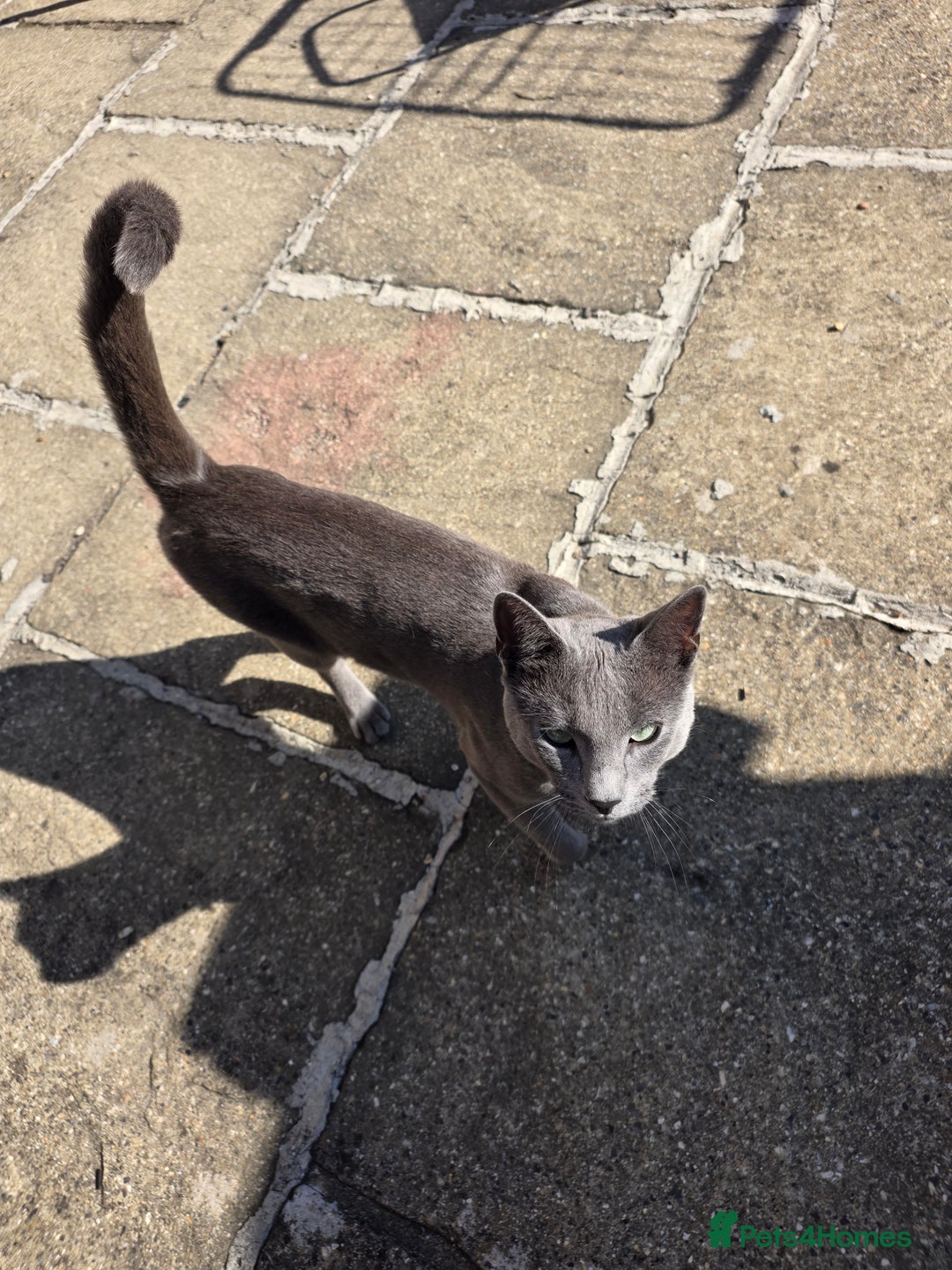 Russian Blue cats for sale: Amazing Russian Blue kitten looking for new home - Image 5