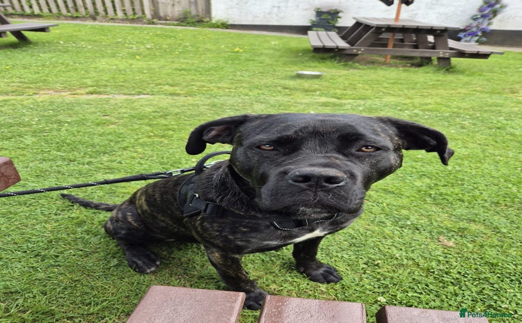 Cane Corso dogs - Advert 5