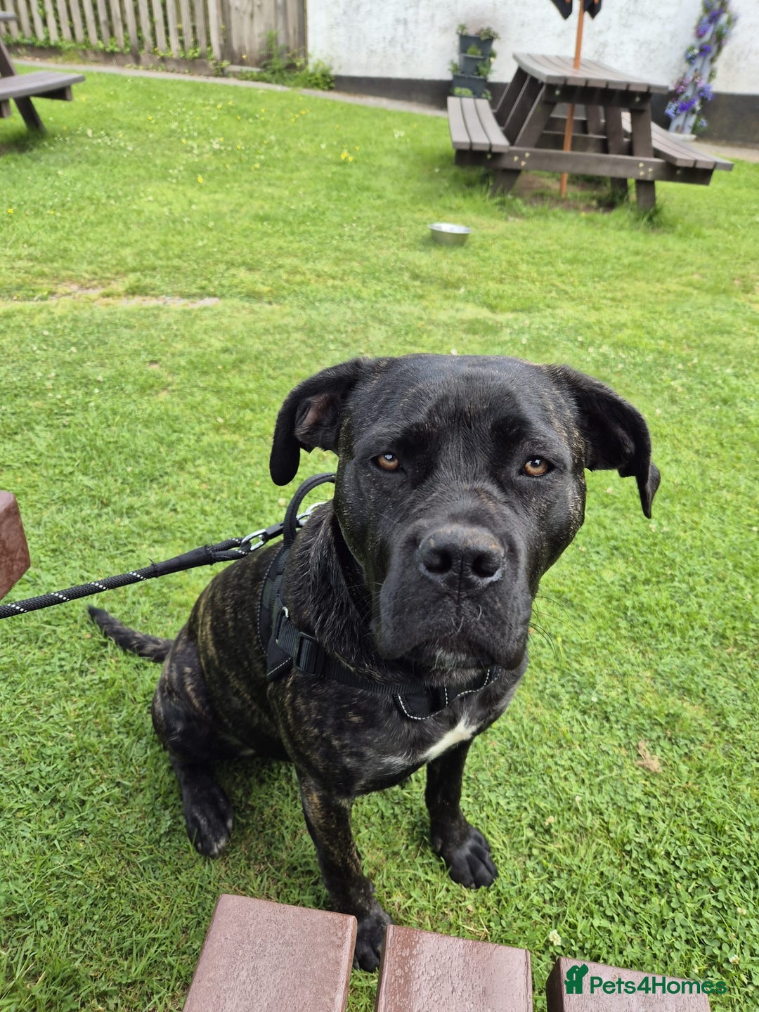 Cane Corso dogs for sale: 12 month cane corso - Image 1