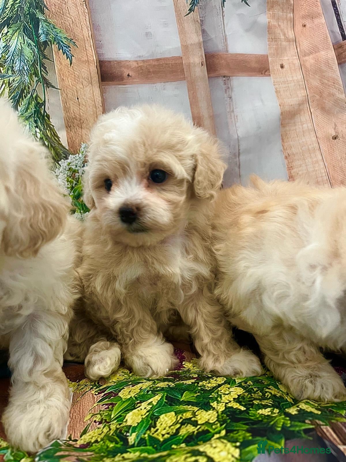 Maltipoo dogs Beautiful maltipoo puppies - Advert 4