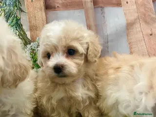 Maltipoo dogs Beautiful maltipoo puppies - Advert 4