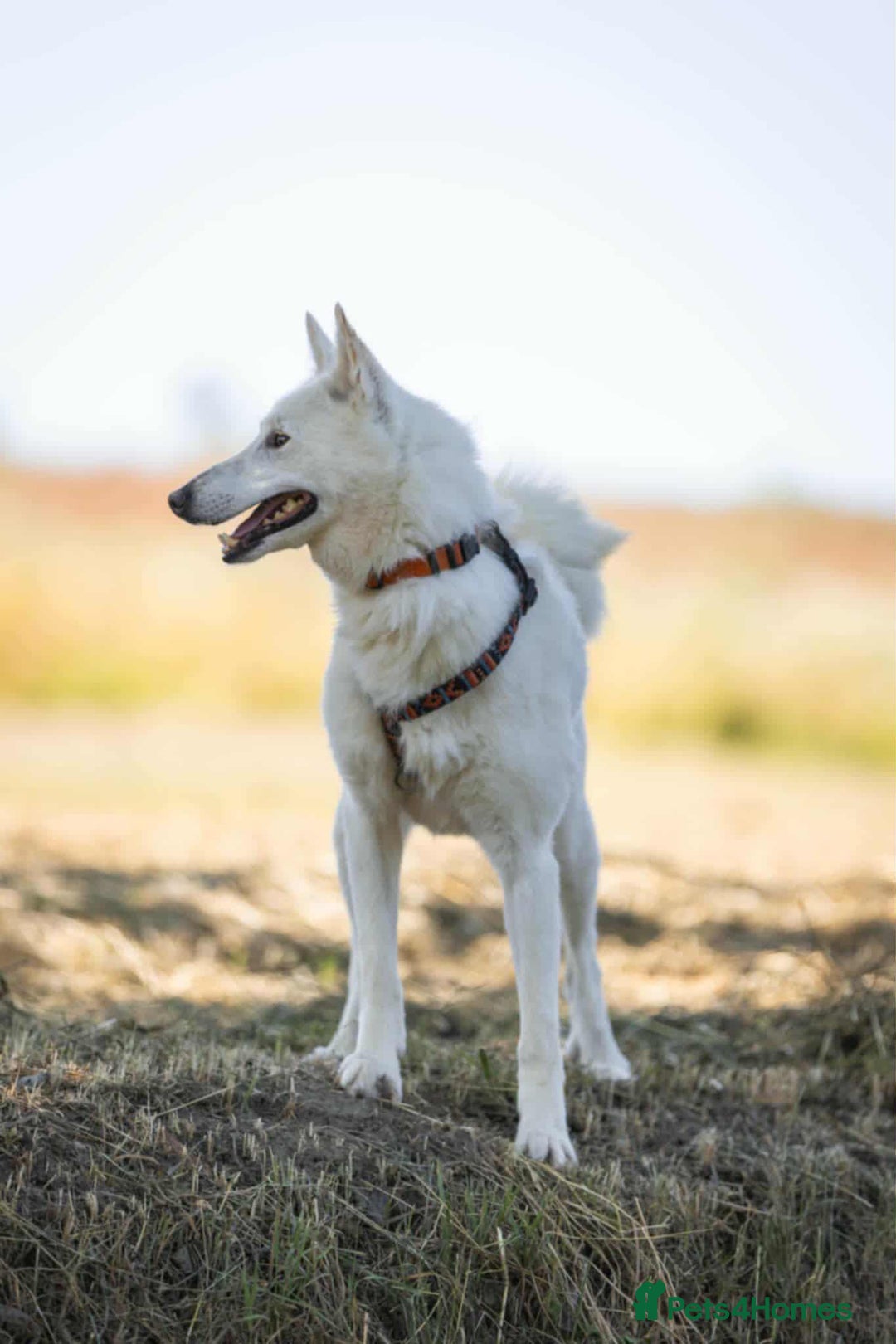 Mixed Breed dogs for adoption: 🐶💖 BARBIE 💖🐶 - Advert 11