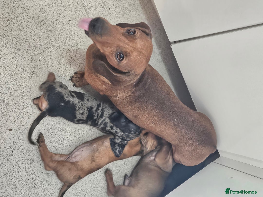 Dachshund dogs for sale: Dachshund puppies for sale  - Image 1