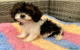 Cavapoo dogs for sale: Extensively Health tested F1 Toy Cavapoo puppies - Image 18