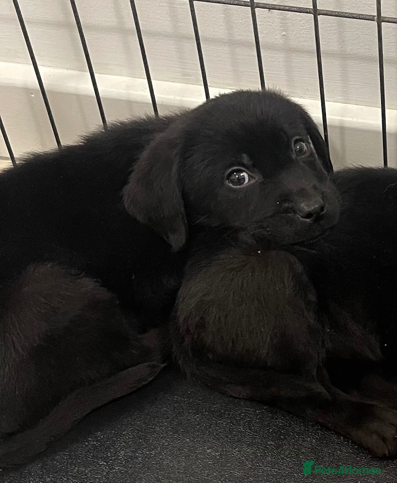 Labrador Retriever dogs for sale: Gorgeous Labrador pups - Advert 1
