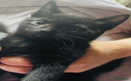 Mixed Breed cats for sale: Kittens for sale Walsall  - Image 2