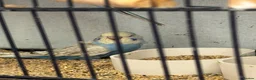 Budgerigars birds for sale: Baby budgies  - Advert 3