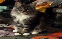 Maine Coon cats for sale: Price reduced   PEDIGREE MAINECOON KITTENS  - Image 18
