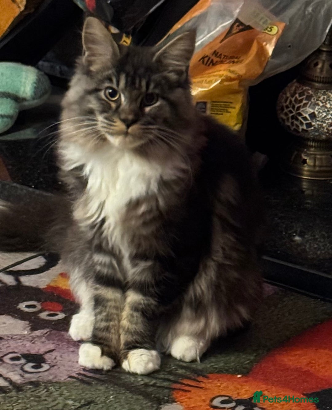 Maine Coon cats for sale: Price reduced   PEDIGREE MAINECOON KITTENS  - Image 18