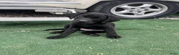 Labrador Retriever dogs for sale: Last girl available ready to leave labrador - Advert 3