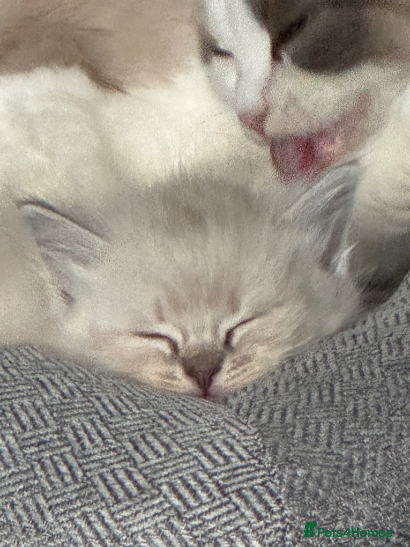 Ragdoll cats Lovely blue eyed lynx ragdolls kittens  - Advert 2