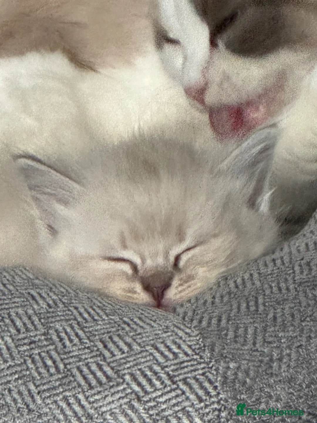 Ragdoll cats for sale: Lovely blue eyed lynx ragdolls kittens  - Advert 2