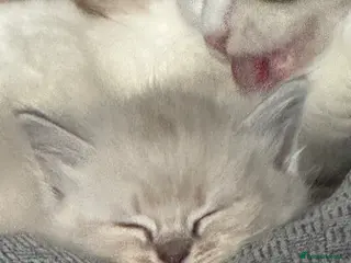 Ragdoll cats Lovely blue eyed lynx ragdolls kittens - Advert 2