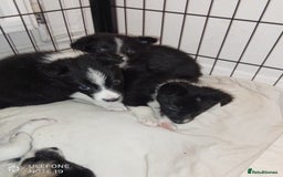Border Collie dogs for sale: Border collie puppies - Image 2