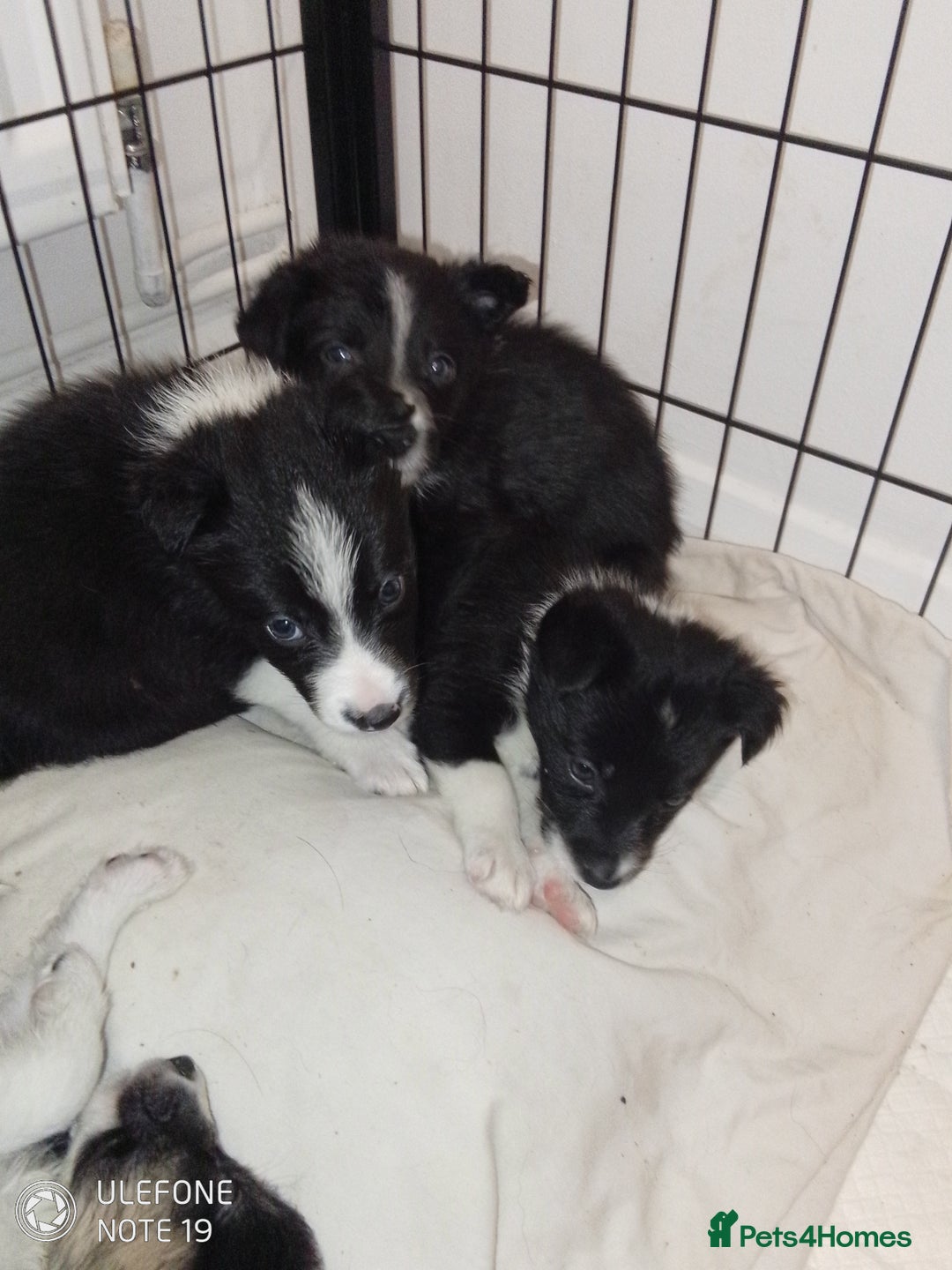 Border Collie dogs for sale: Border collie puppies - Image 2