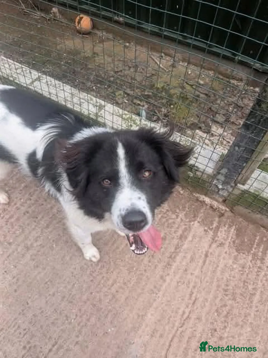 Mixed Breed dogs for adoption: Meet Sid, currently residing in Cheshire  - Advert 2