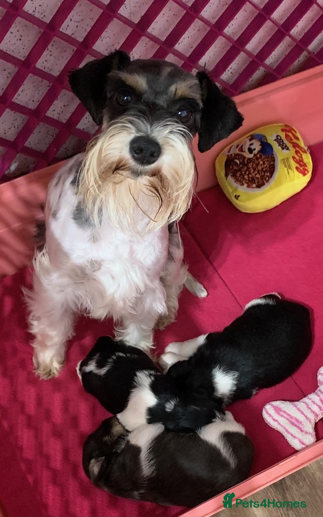 Miniature Schnauzer dogs for sale: 5* LICENSED. KC MINI ( TOY) SCHNAUZER LITTER - Advert 2