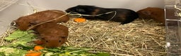 Guinea Pig rodents for sale: Baby Guinea Pigs. Male & Female pairs - Advert 7