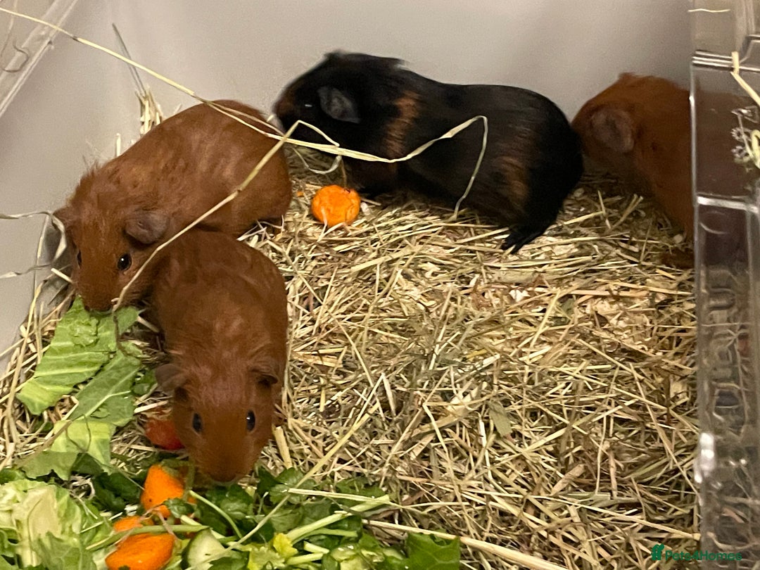 Guinea Pig rodents for sale: Baby Guinea Pigs. Male & Female pairs - Advert 7