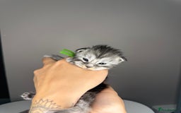 Maine Coon cats for sale: XL Russian maine coon kittens  in Market Rasen - Image 9