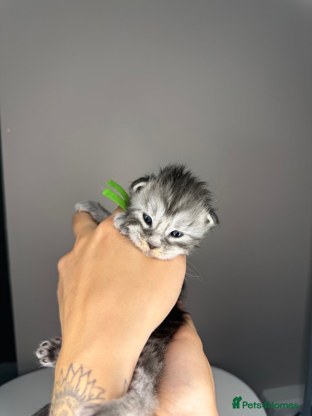 Maine Coon cats for sale: XL Russian maine coon kittens  in Market Rasen - Image 9