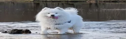 Samoyed dogs for stud: KC Stud Fully Health tested from Champion parents in Leeds - Advert 1