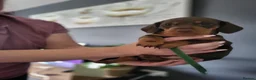 Miniature Dachshund dogs for sale: ​🐾 Beautiful Miniature Dachshund Puppies 🐾 - Advert 5