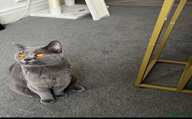 British Shorthair cats in Rochdale - Advert 7