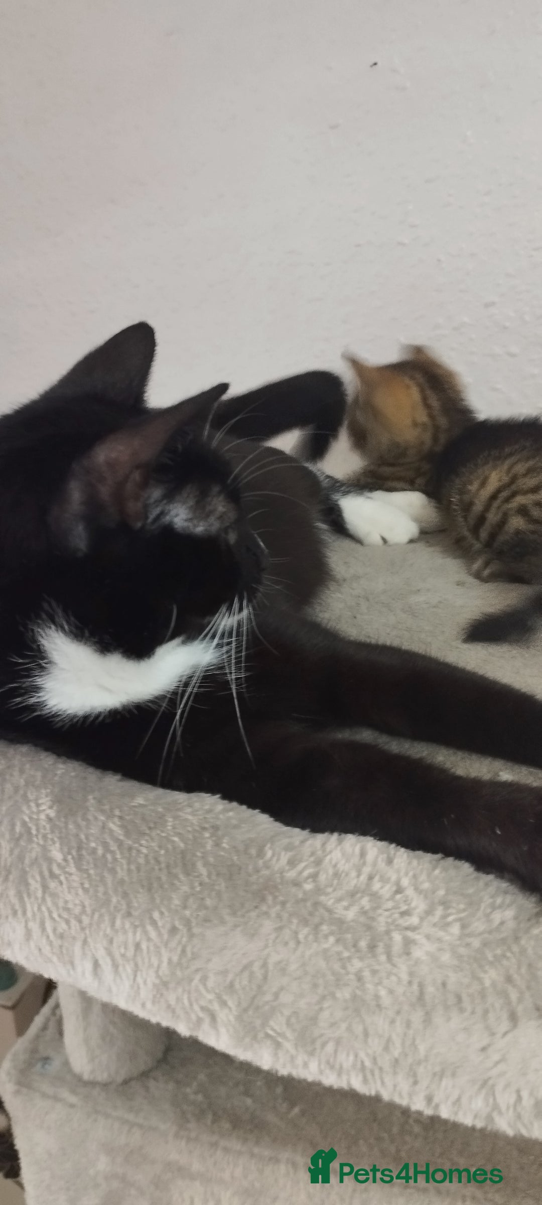 British Shorthair cats for sale: Lovely cute kittens search new homes  - Advert 1