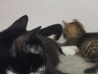 British Shorthair cats Lovely cute kittens search new homes - Advert 2