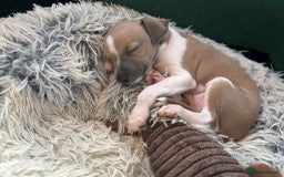 Italian Greyhound dogs for sale: italian greyhound puppies for sale - Image 11