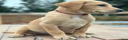 Labrador Retriever dogs for sale: KC REGISTERED LABRADOR PUPPIES - Advert 12