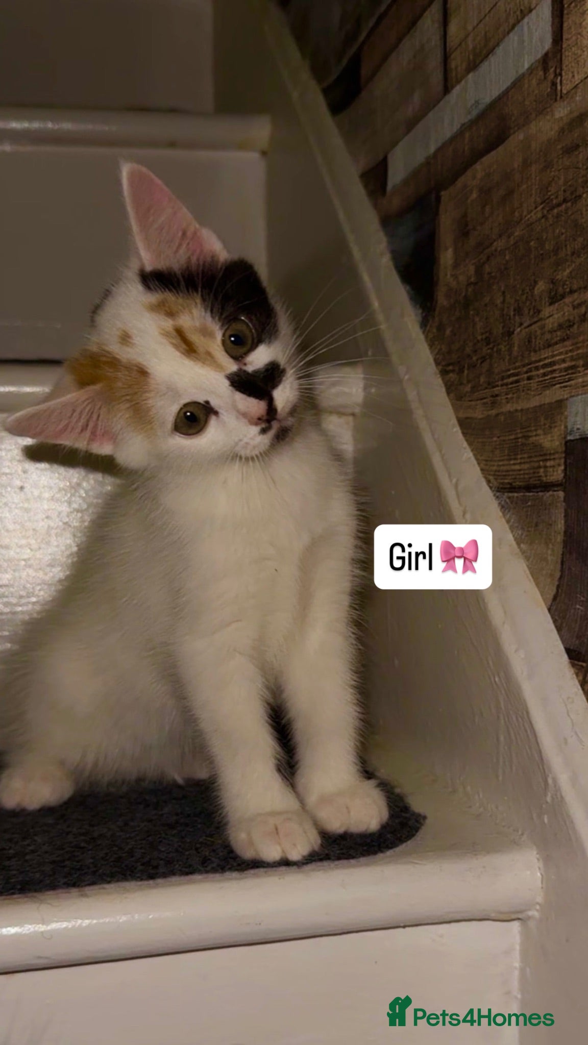 Mixed Breed cats 🐾 2 Beautiful Fluffy Kittens Still Available  - Advert 2