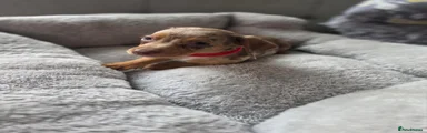 Miniature Dachshund 4