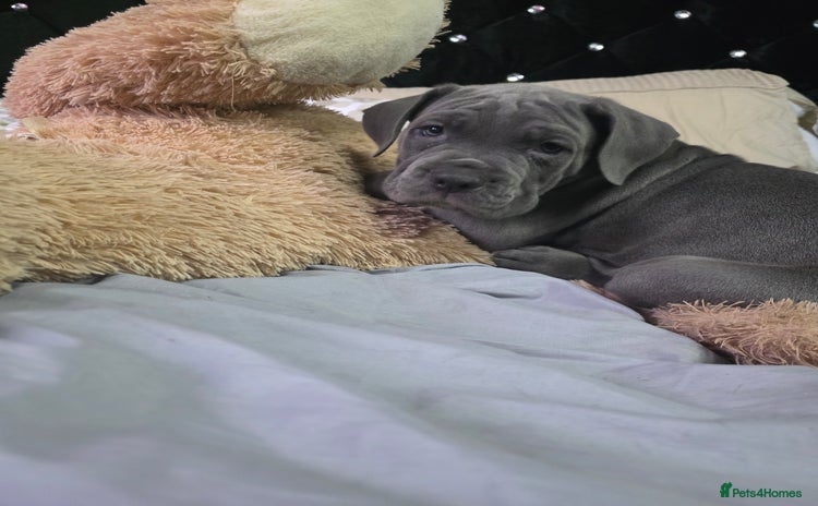 Cane Corso dogs - Advert 3