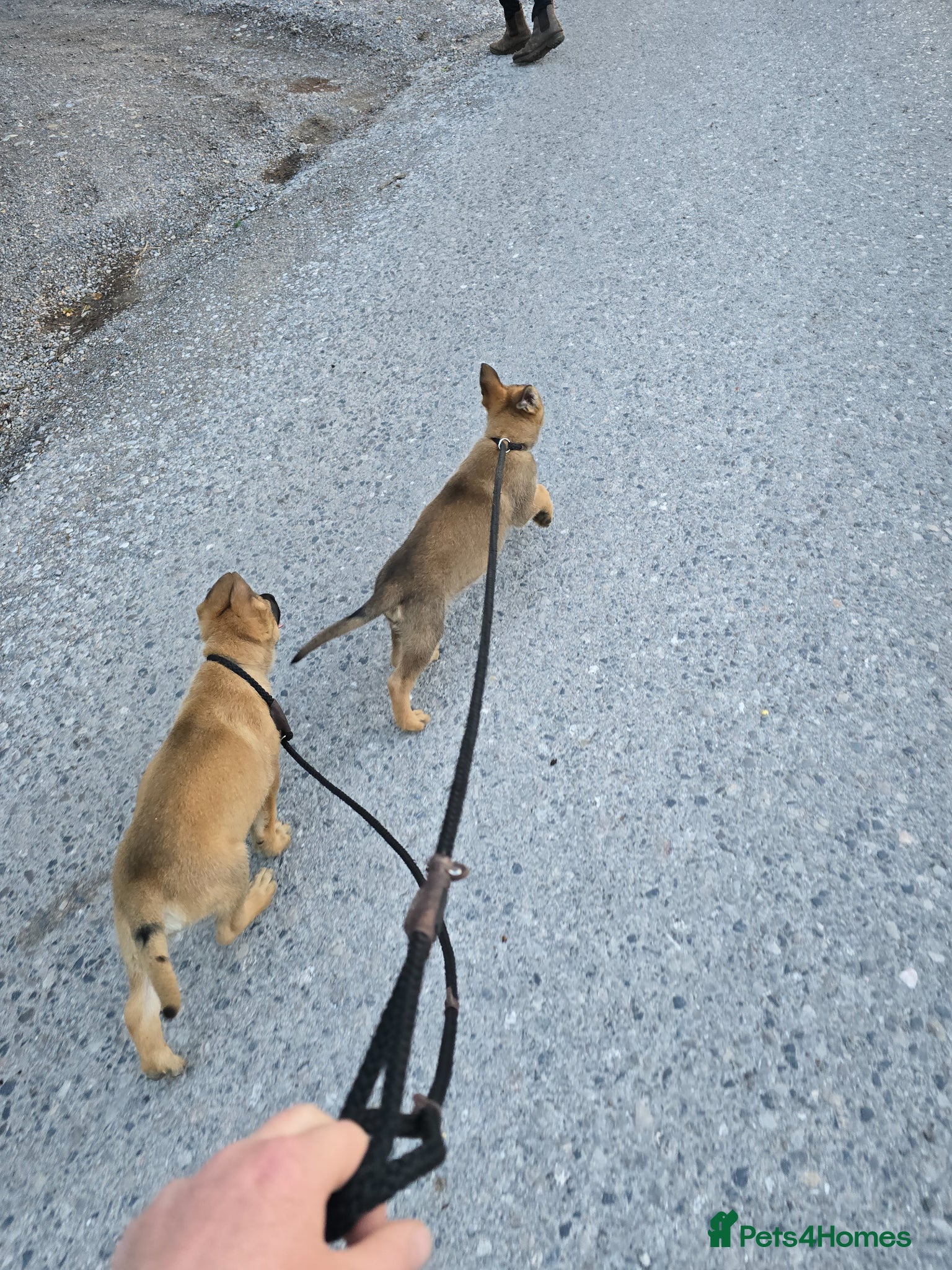 German Shepherd dogs for sale: Shepherd puppy available  - Advert 9