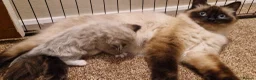Ragdoll cats for sale: Pure-bred Ragdoll kittens in Gunnislake - Advert 12
