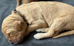 Double Doodle dogs for sale: 10 beautiful double doodles born on 24/08/2025 - Image 17